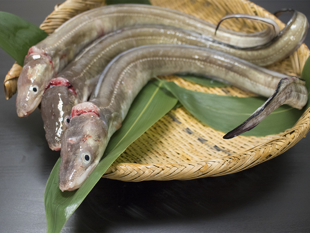 Fish in June - Ocean Boy Co.,Ltd.
