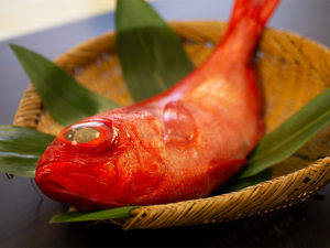 KINMEDAI – Alfonsino