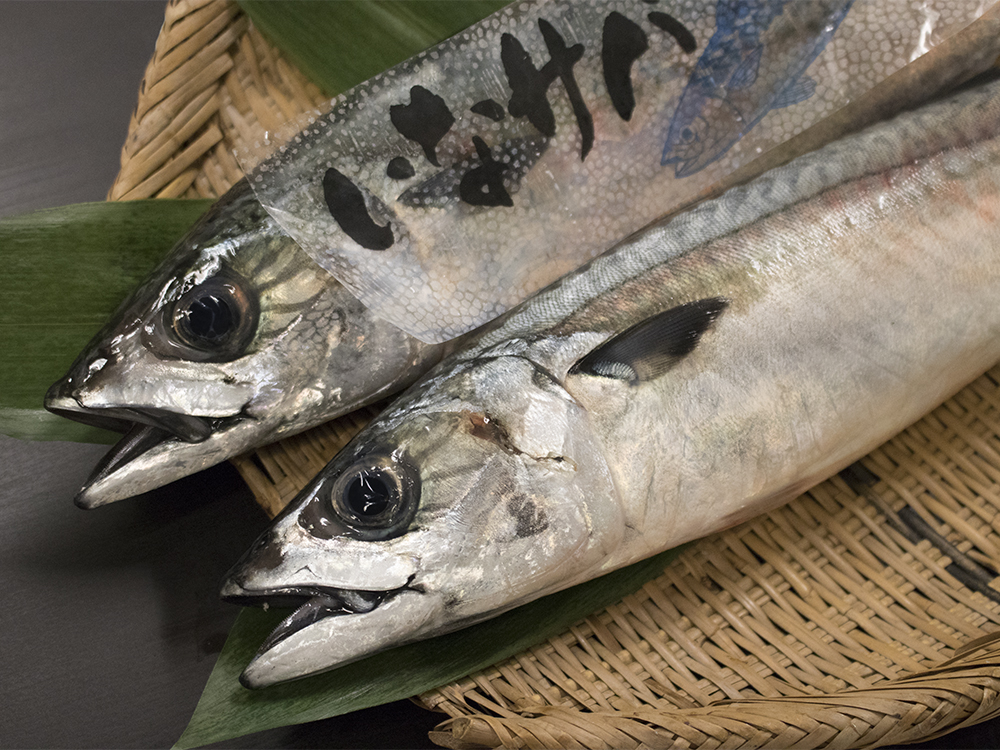 SABA – Mackerel (Wild)