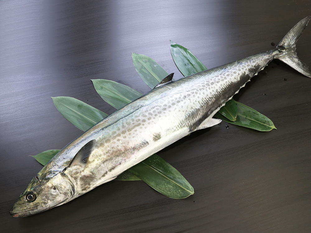 SAWARA – Japanese Spanish Mackerel
