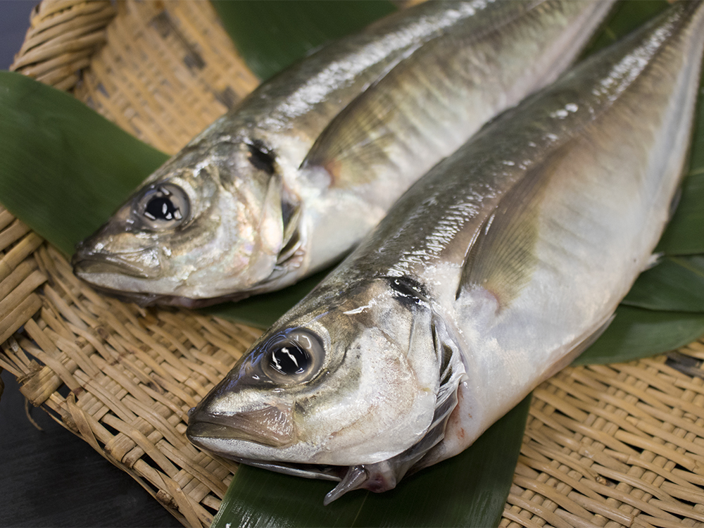 Tsuri Aji - Horse mackerel