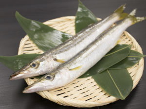 Kamasu - Japanese Barracuda