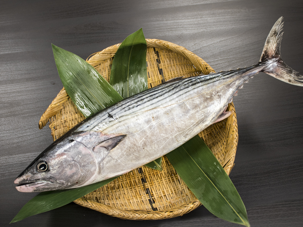 HAGATSUO - Striped Bonito
