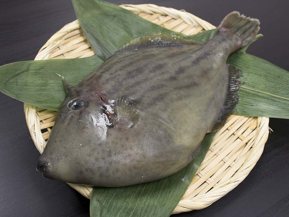 Kawahagi - Filefish