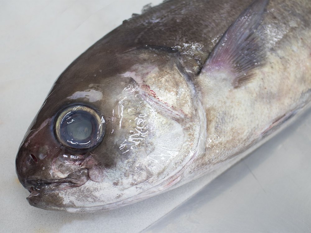 MEDAI - Japanese butterfish