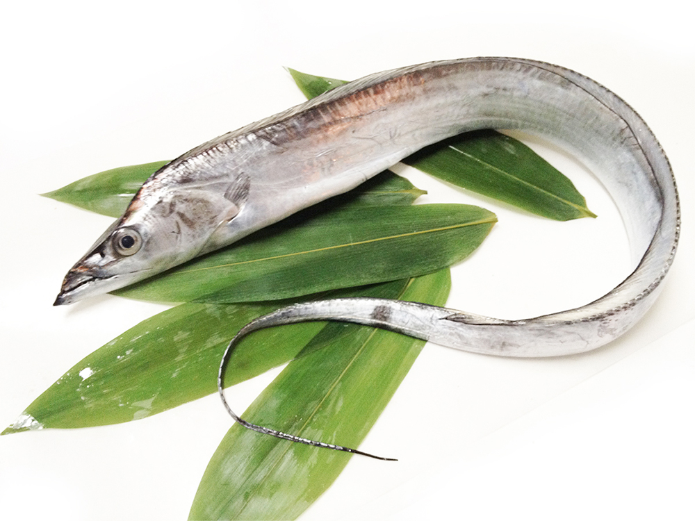 TACHIUO - Beltfish