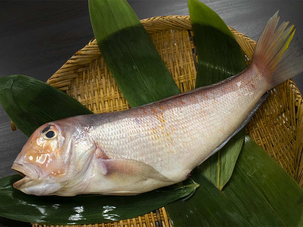 Fish in February - Ocean Boy Co.,Ltd.