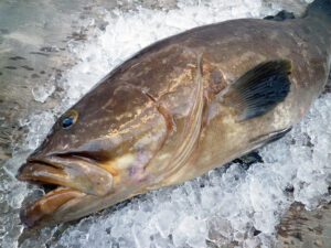 KUE - Longtooth grouper