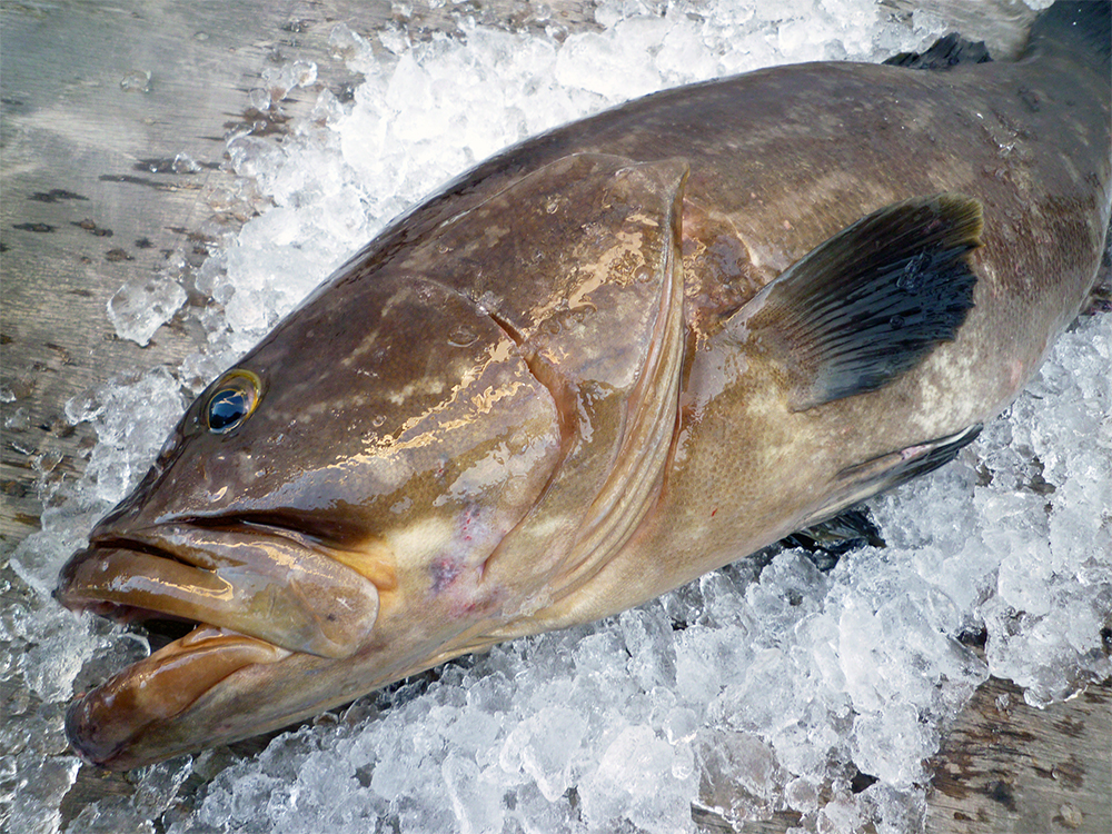 KUE - Longtooth grouper