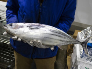 KATSUO - Bonito