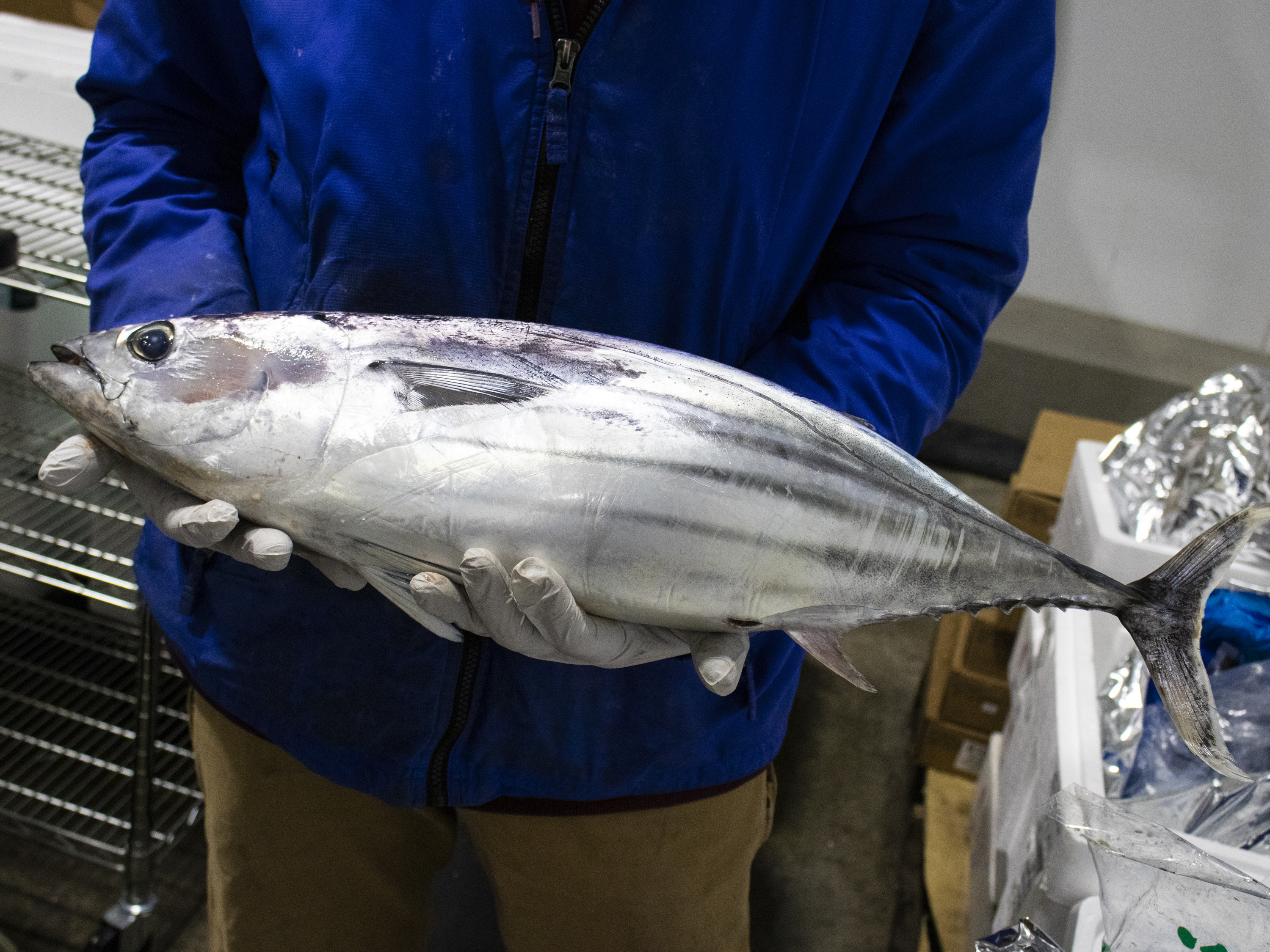 KATSUO - Bonito