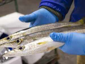 Kamasu - Japanese Barracuda