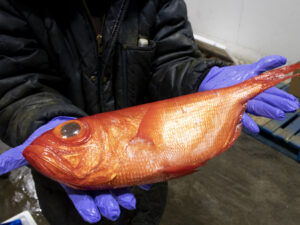 KINMEDAI – Alfonsino