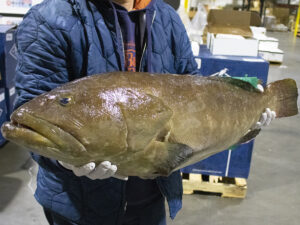 KUE - Longtooth grouper