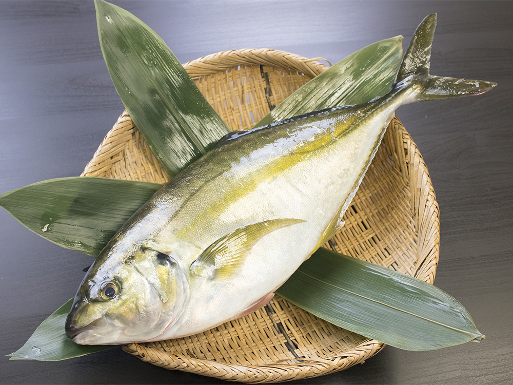 Shima-Aji – Striped jack