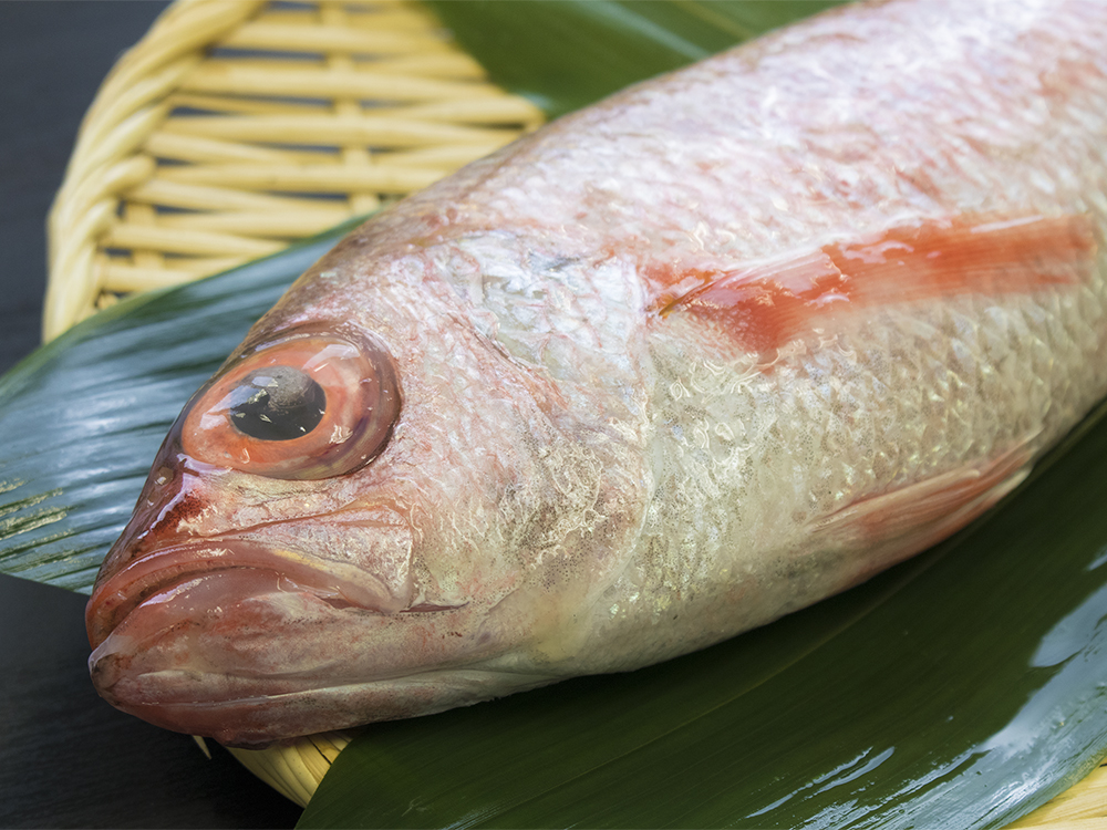 utsu “Benihitomi” – Black throat